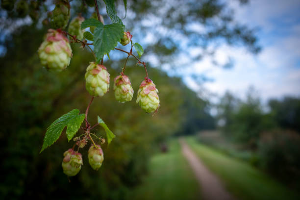 Hops flowers hanging on a bush