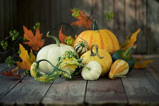 Autumn pumpkins, gourds and holiday decor arranged against an old wood background