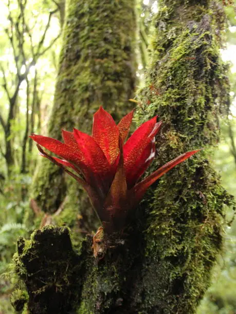 Red bromeliad growing in a tree, it was found in a tropical cloud forest in Braulio Carrillo National Park, in Barva Volcano sector