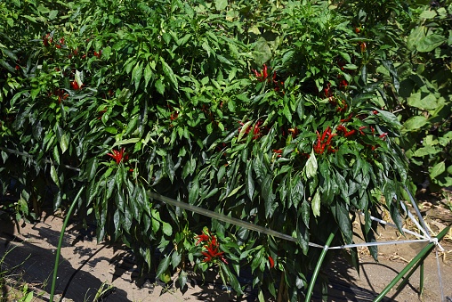 Red chili pepper cultivation. A solanaceous perennial spice native to Mexico.