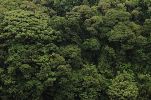 istock View over a cloud forest located in Braulio Carrillo National Park, Barva Volcano sector 1423176626