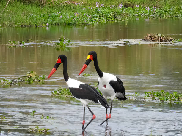 안장 청구 황새 두 마리 - saddle billed stork 뉴스 사진 이미지