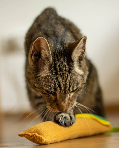 istock A cat pawing his favourite toy 1423178919
