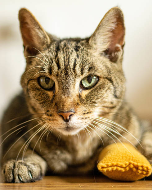 istock A cat laying by his favourite toy 1423178932