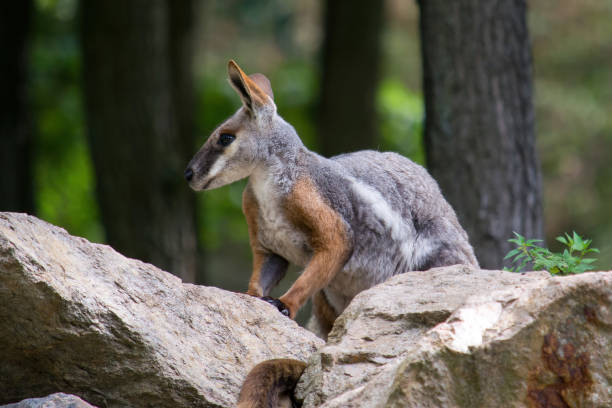 istock A small kangaroo standing in the forest watching the surroundings 1423179171