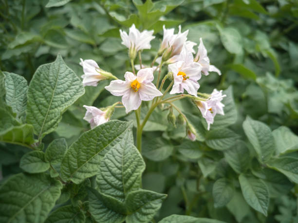 flowering potato plants in the summer on the field - raw potato field agriculture flower imagens e fotografias de stock