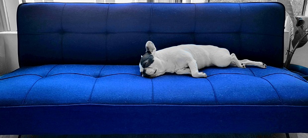 Frenchie Blue Couch