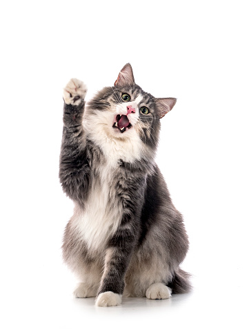 Norwegian Forest cat in front of white background