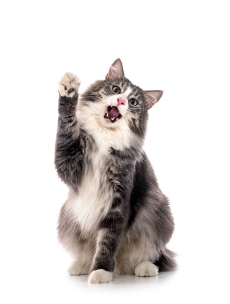 Norwegian Forest cat Norwegian Forest cat in front of white background miaowing stock pictures, royalty-free photos & images