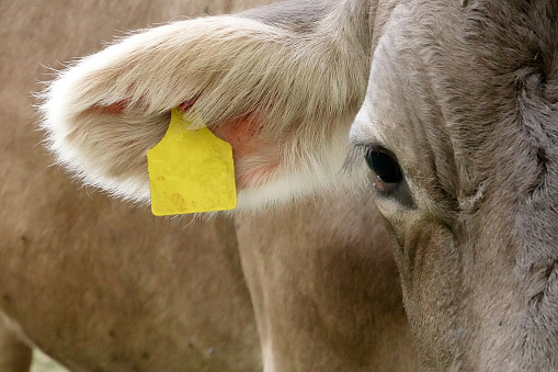 A single cattle with a ear tag cleared of all information.