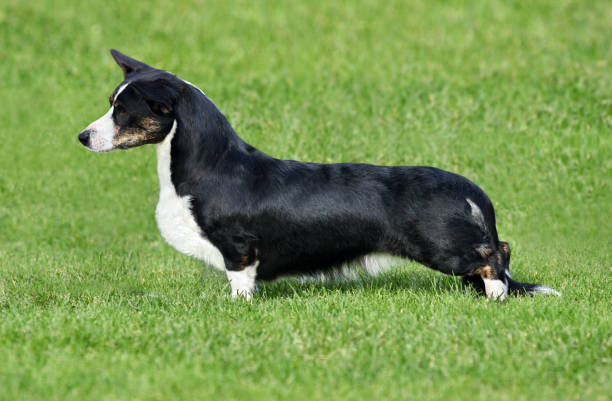 istock Cute Cardigan Welsh Corgi 1423182819