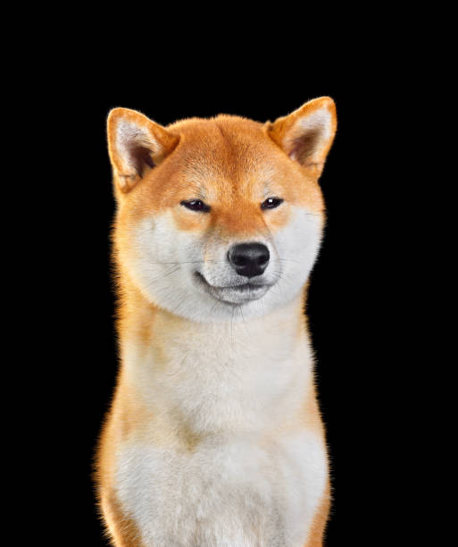 istock Shiba Inu dog portrait 1423182821