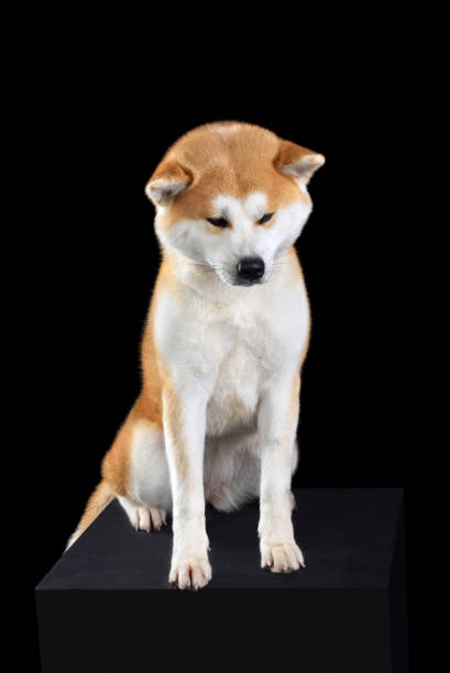 istock Sitting Akita inu dog 1423182926