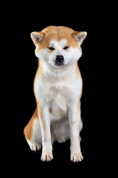 istock Sitting Akita inu dog 1423182937