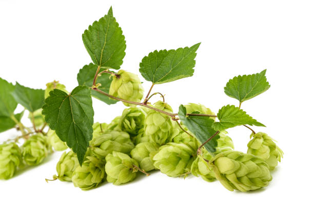 istock Hop branch  with leaves 1423183115