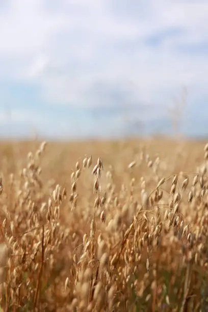 Close-up of ripe golden ears rye, oat or wheat swaying in the light wind on sky background in field. The concept of agriculture. The wheat field is ready for harvesting. The world food crisis