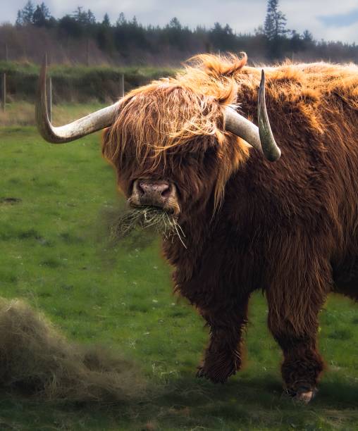 istock Highland Cow chewing on hay, with a bit of sunlight 1423183928