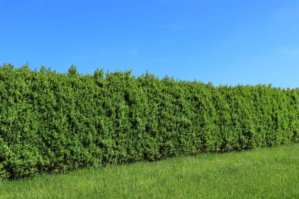 seto de caja - non urban scene landscaped clear sky germany fotografías e imágenes de stock