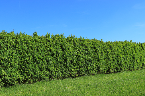 the gardener shortens the hedge. the hedge trimmer cuts green walls and balls, a circle, the shape of an evergreen bush. to cut even the top enjoys scaffolding and hearing protection, conifer, thuja occidentalis, trimmer, upper view