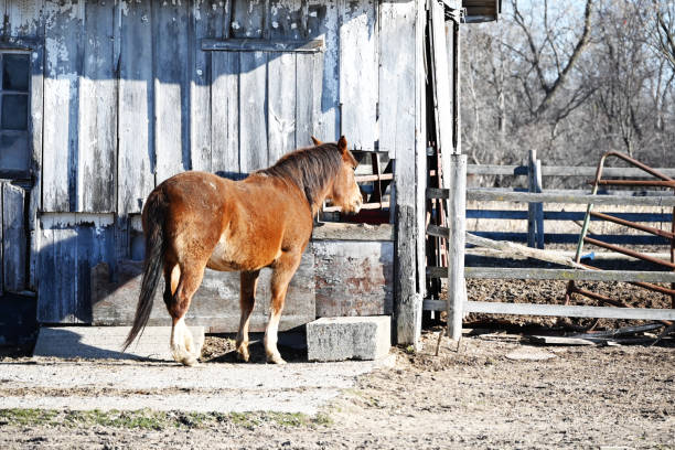 istock Horse by the Barn 1423187180