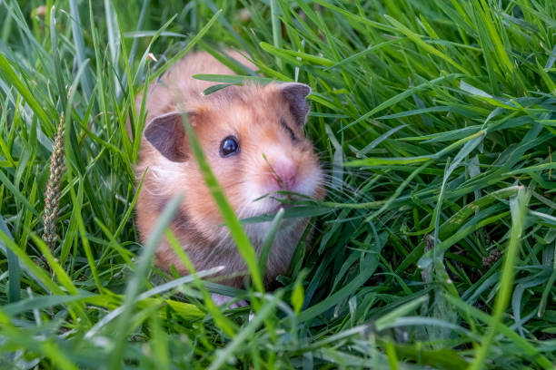 istock Cute Furry Hamster in a Grassy Field 1423187978
