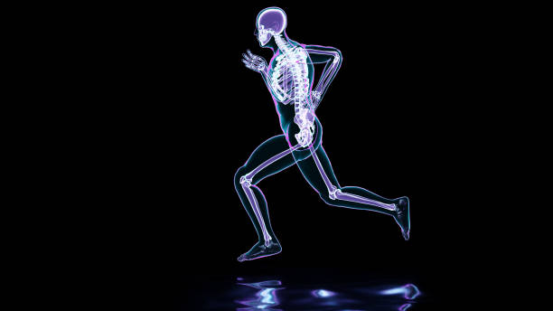 istock skeleton system of running man, bone Anatomy while run, human physical and sport, joggers, running man, medically accurate, fitness, 3d render 1423188900
