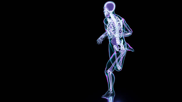 istock skeleton system of running man, bone Anatomy while run, human physical and sport, joggers, running man, medically accurate, fitness, 3d render 1423189028