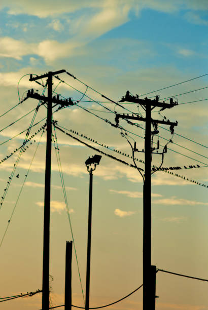 istock Birds Sit on Wires from Utility Poles 1423192072