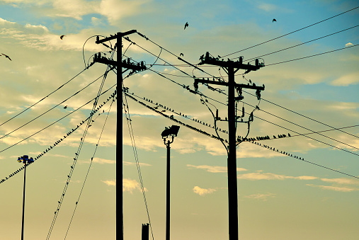 Birds sit on wires from utility poles with power and telecommunications wires.