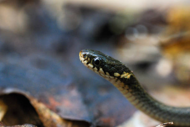 istock Japanese keelback snakes in the forest 1423198228