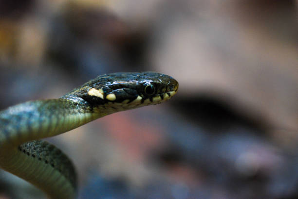 istock Japanese keelback snakes in the forest 1423198236