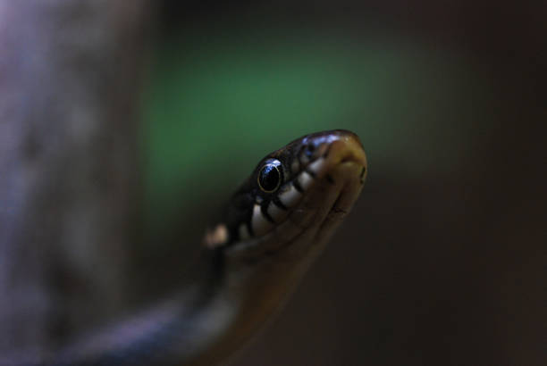 istock Japanese keelback snakes in the forest 1423198247