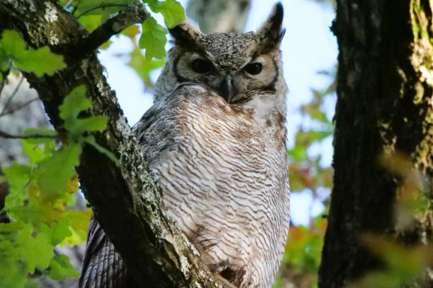 istock South American great horned owl, bubo virginianus nacurutu perched in tree between leaves. Location: El Palmar National Park, Argentina 1423199030