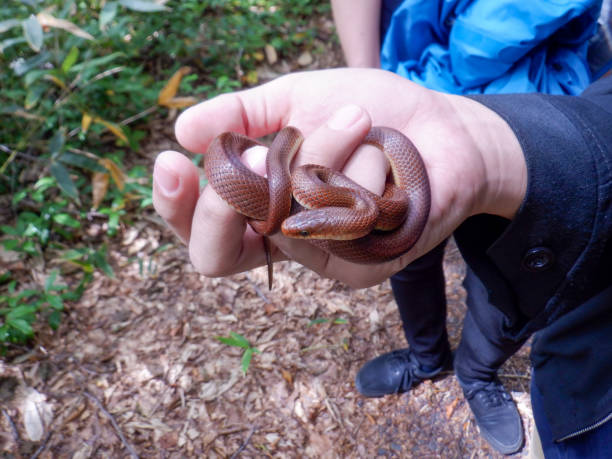 istock Japanese keelback snakes in the forest 1423200850
