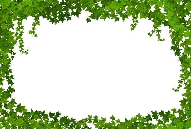 ilustraciones, imágenes clip art, dibujos animados e iconos de stock de marco de lianas de hiedra, borde vectorial con enredadera trepadora - ivy vine leaf frame