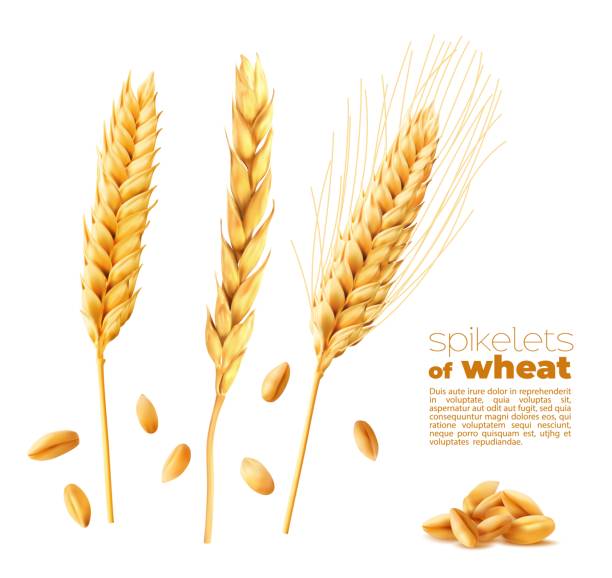 колоски зерновых, шипы пшеницы, овса или ячменя - barley grass illustrations stock illustrations
