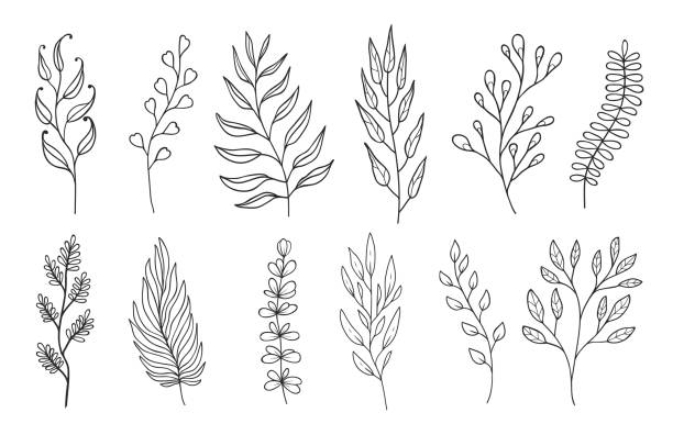 Outline twigs and sprigs floral embellishments Outline twigs and sprigs floral embellishments. Linear isolated vector plant branches with leaves, monochrome forest herbs, natural elements for design of wedding cards and invitations embellishment stock illustrations