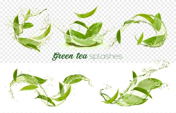 liście zielonej herbaty wirują i rozpryskują się, przezroczyste - herbata odchodzi stock illustrations