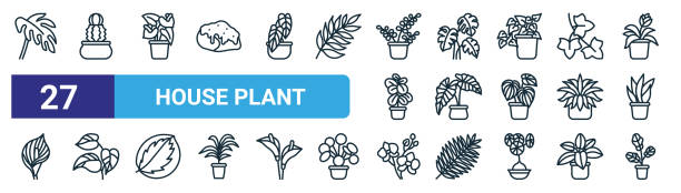 set of 27 outline web house plant icons such as philodendron xanadu, cactus, anthurium, monstera, alocasia, philodendron, orchid, fiddle fig vector thin line icons for web design, mobile app. set of 27 outline web house plant icons such as philodendron xanadu, cactus, anthurium, monstera, alocasia, philodendron, orchid, fiddle fig vector thin line icons for web design, mobile app. chlorophytum comosum stock illustrations