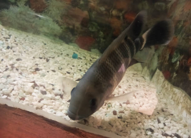 istock Zebra tilapia in aquarium, Zebra cichlid or science name Heterotilapia buttikoferi fish. 1423204659