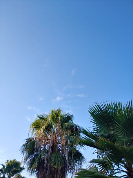 istock Palm on the beach seen to the blue sky 1423206202