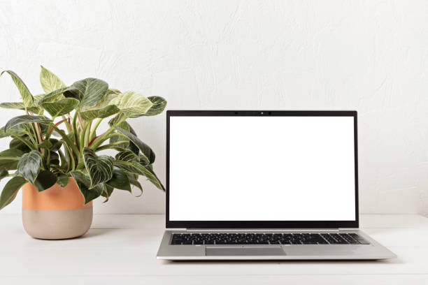 istock Empty laptop screen and house plant 1423207376