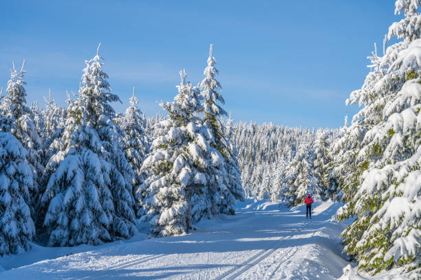 istock Cross country skiing on sunny winter day 1423207839