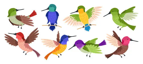 Vector illustration of Hummingbird tropical bird character. Nature wildlife illustration set.