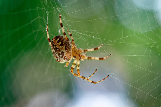 istock Araneus diadematus spider hunting in its web 1423207967