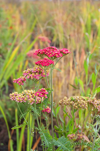 Red and pink inflorescences of yarrow (Achilléa millefólium) on a flower bed in autumn, selective focus, blurred background, vertical orientation