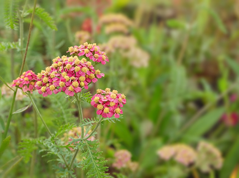 Red inflorescences of yarrow (Achilléa millefólium) on a flower bed in autumn, selective focus, blurred background, horizontal orientation