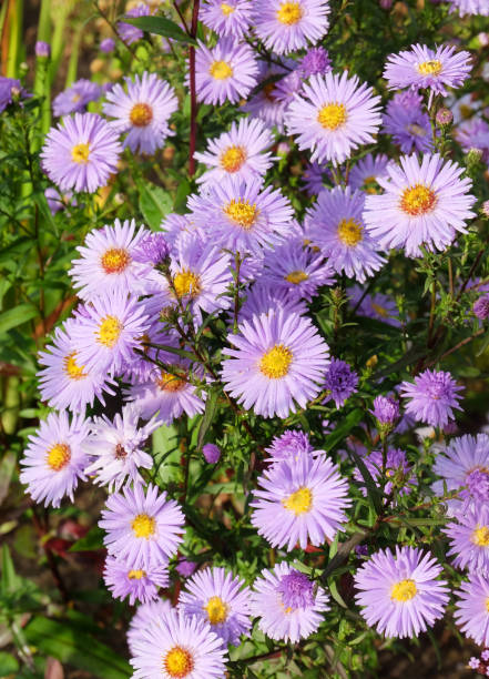 istock Perennial purple aster 1423211862