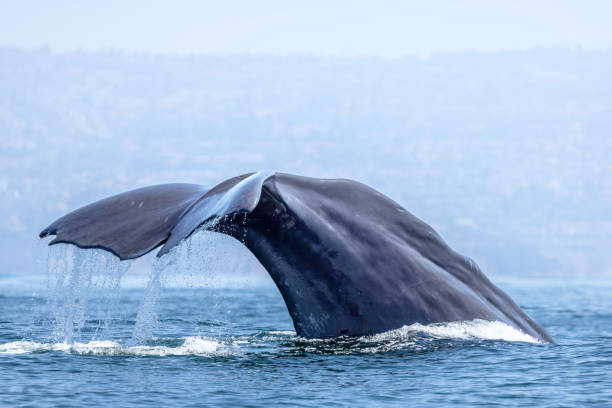 Sperm Whale Fluke stock photo