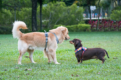 Dog Golden Retriever meeting Dachshund in the park. Dog greeting or socialise concept.